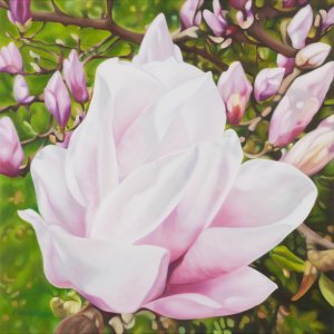Magnolienblüte 1, 70 x 70 cm